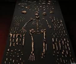  Homo naledi shared the world with modern humans: Study 