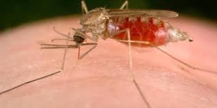  Maternal education fights malaria better than vaccine: Study 
