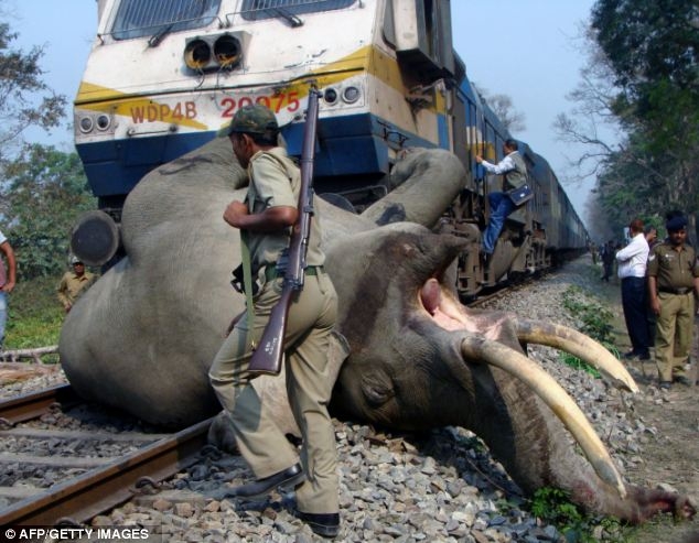  Adult elephant knocked down by train 