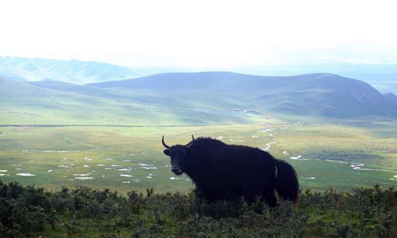  Warming climate threatens stability of Tibetan grasslands 