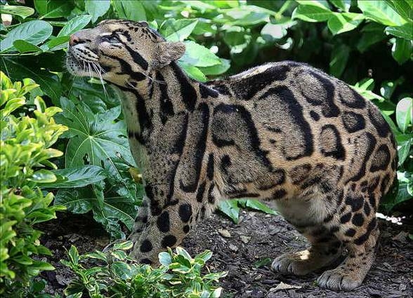  Big cats face same threats as extinct Ice Age ancestors 