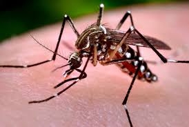  Brazil officially declares Zika emergency over 