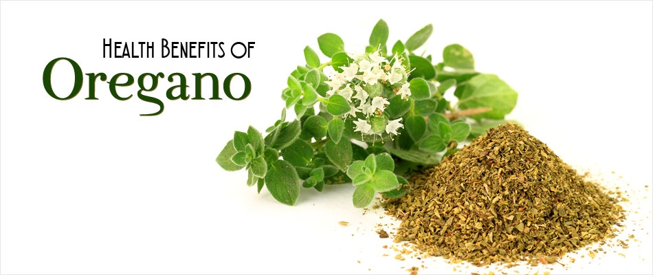 Health Benefits of Oregano