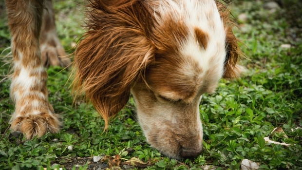  Human sense of smell as good as that of dogs: Study 