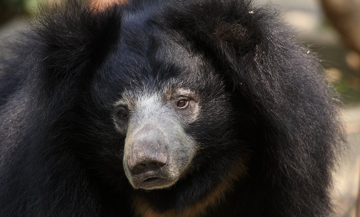  Bear mauls three Maharashtra tribals to death, injures three 