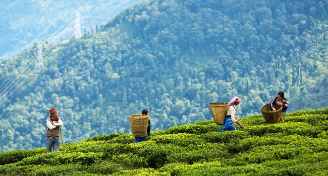  Darjeeling to get Rs 24 cr rainwater harvesting project 