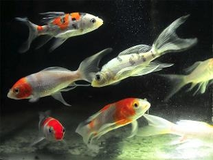 India s first ornamental fish tech park to come up in Chennai 