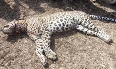  Leopard found dead in metal snare in Goa 