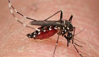  Compound that prevents spread of Zika identified 