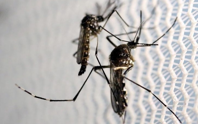  Chikungunya outbreak in Dhaka due to sporadic rains 