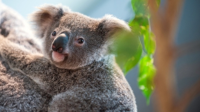  Mass koala disappearance stuns Australian researchers 
