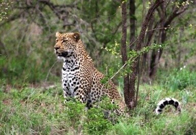  Leopards abundant in India s tea garden landscapes 