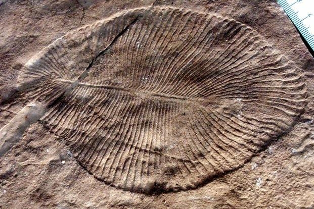  What caused first mass extinction of life on Earth? 