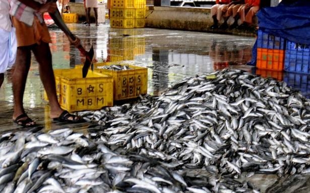  India s marine fish catch increases by 6.6 per cent 