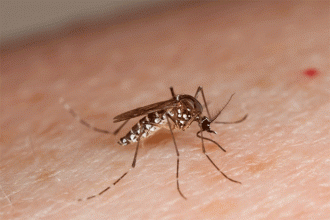  Zika mosquito may transmit dengue with one bite 
