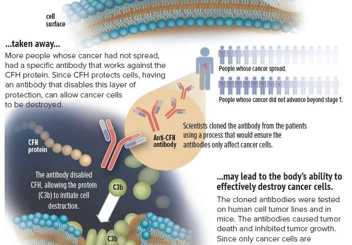  Antibody that can help kill cancer cells emerges 