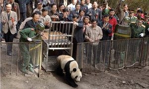  China releases genetic profiles of over 300 wild giant pandas 