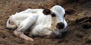  Suspecting cow smuggling, Ghaziabad police detain animal ambulance 
