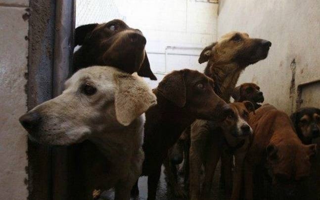  Kerala to set up dog pounds in all 14 districts 