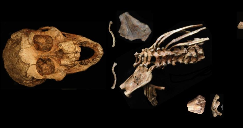  3.3-million-year-old fossil unravels origins of human spine 