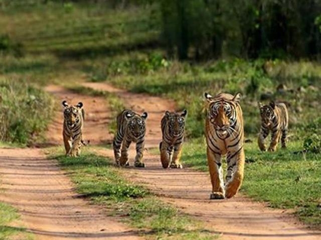  Bandhavgarh tiger reserve chief pulled up as cubs, felines die 
