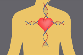  Heart disease preventing gene identified in Greeks 