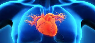  Protein linked to chronic heart failure identified 