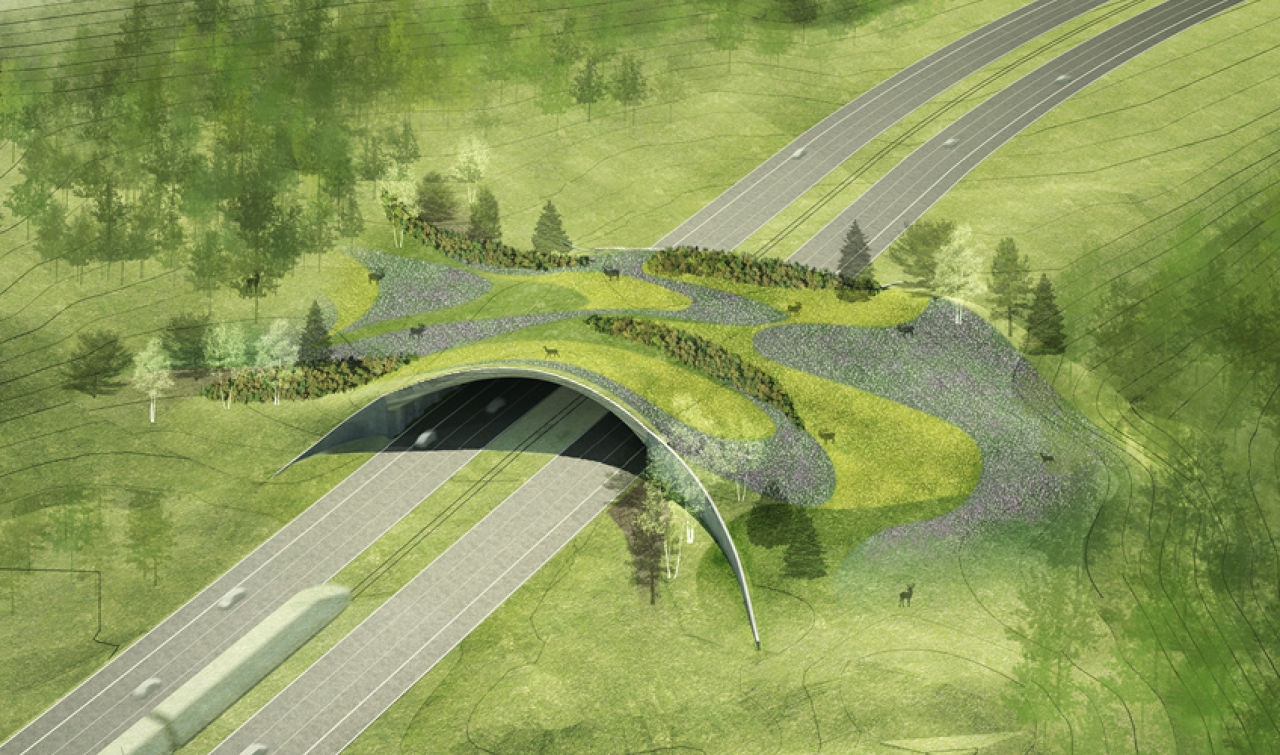   Eco-passages  and other lessons on curbing roadkill 