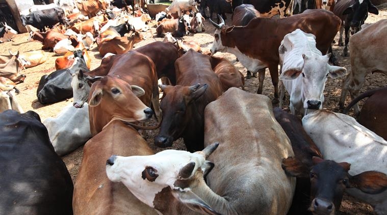  Leather exports threaten to move court, hit the streets against new cattle rules 