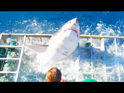  Great white shark jumps into Australian fisherman s boat 