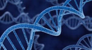  Gene linked to female urinary incontinence identified 