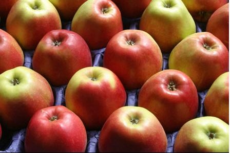  How climate change is affecting Kinnaur s apples - and more 