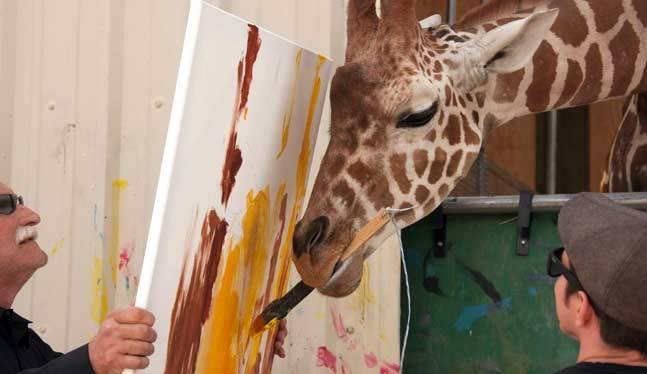  A giraffe prodigy who paints at lion sanctuary 