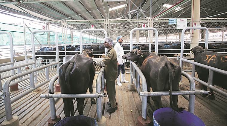  Meghalaya BJP leaders threaten to quit over cattle rules 