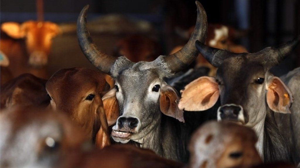  BJP ally differs on new cattle trade, slaughter rules (Lead) 