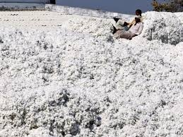  Non-compliance of guidelines led to resistance of cotton pest 