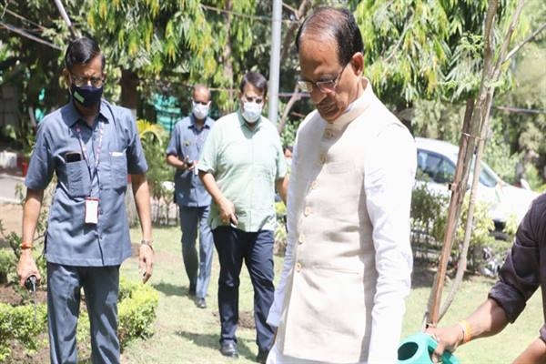 CM Chouhan planted mango sapling