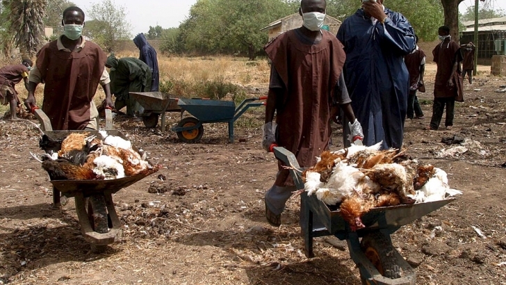  Nigeria warns of bird flu outbreak in 7 states 