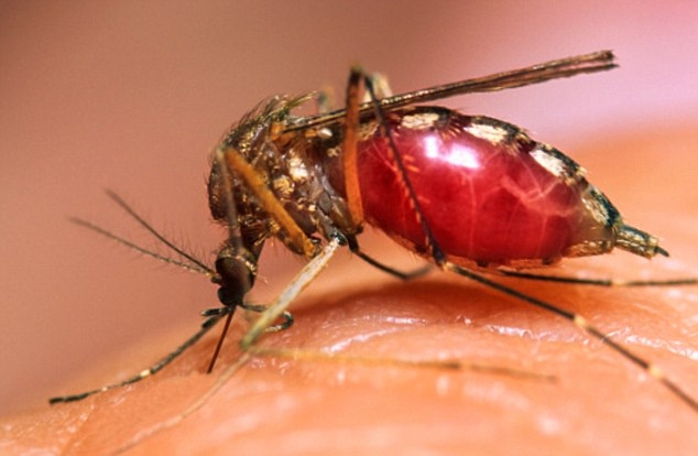 Malaria infection may cause bone loss too 