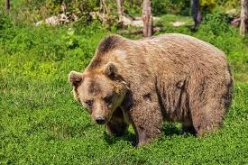  Brown bear sightings in Himachal have conservationists smiling (June 5 is World Environment Day) 