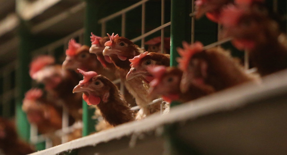  Highly pathogenic bird flu outbreak detected in South Korea 