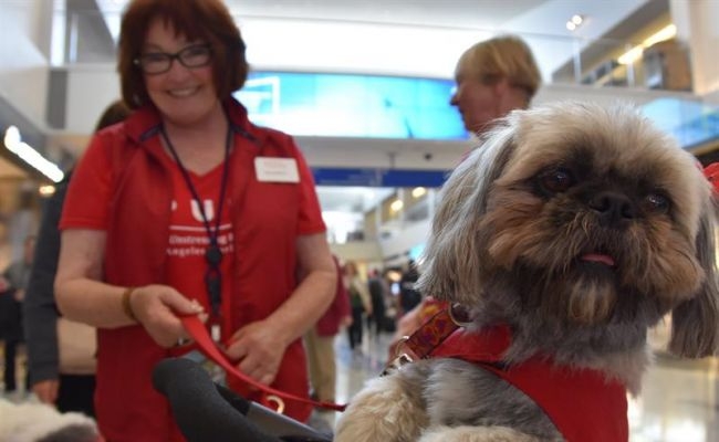  Therapy pets helping anxious, fearful travelers relax 