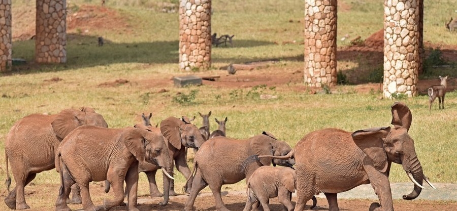 43 wild elephants invade northern Tanzanian villages 