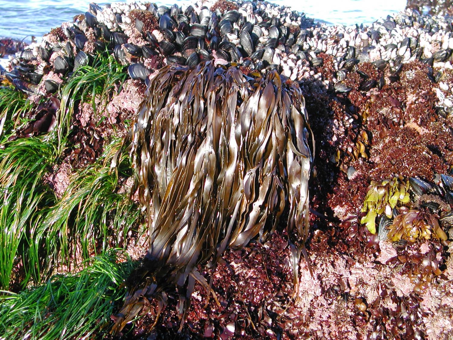  Acidified ocean water found along US West Coast 