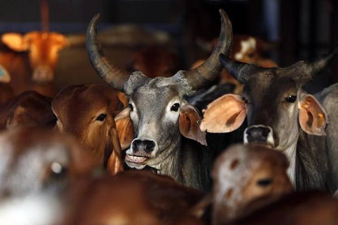  Beef ban may push chicken consumption, price up to 30%: Assocham 
