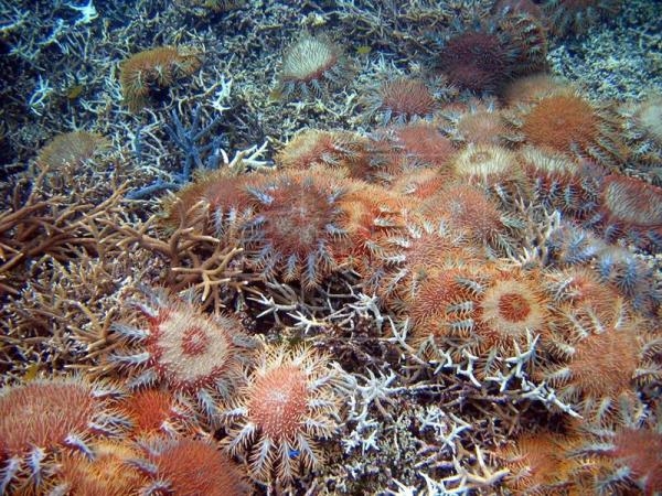  Scientists discover how coral-eating starfish communicate 