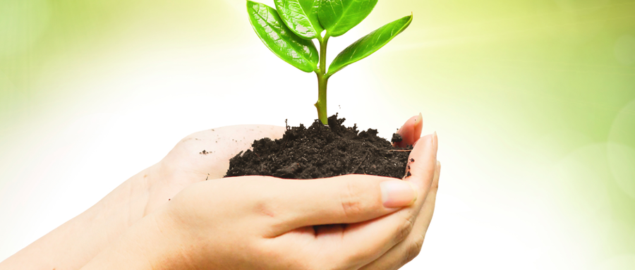  World Environment Day: One crore saplings planted in Kerala 
