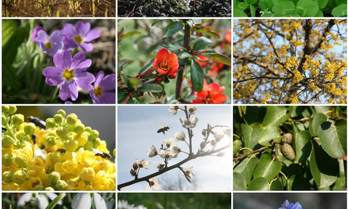  300 plant species discovered in 2016: BSI 