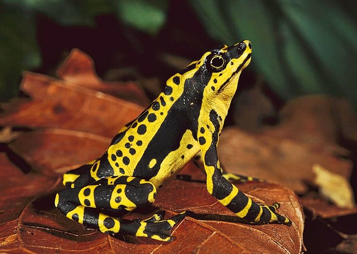   Robber frog  believed extinct reappears in Costa Rica 