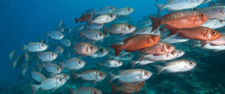  Marine reserves can help mitigate climate change effects 